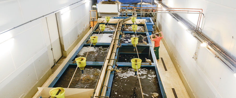 Aquakultur LAUSITZER HÜGELLAND AGRAR AG